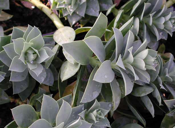 EUPHORBE DE CORSE. Fiches fleurs et plantes