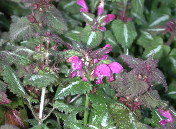 
LAMIUM. Fiches fleurs et plantes