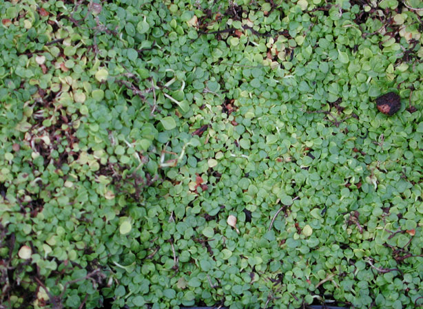 
MENTHE. Fiches fleurs et plantes