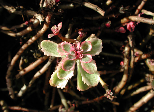 
ORPIN POURPRE. Fiches fleurs et plantes