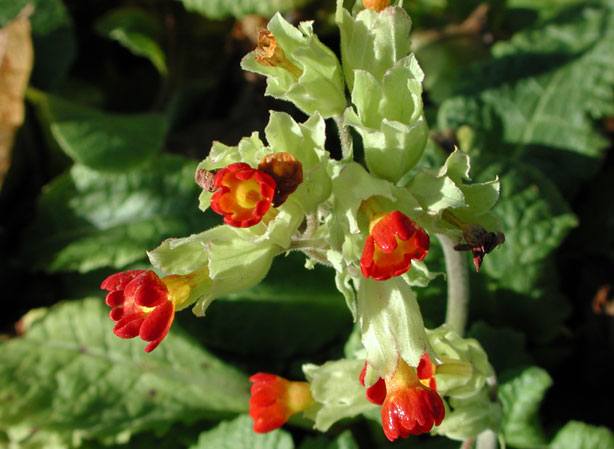 
PRIMEVÈRE. Fiches fleurs et plantes