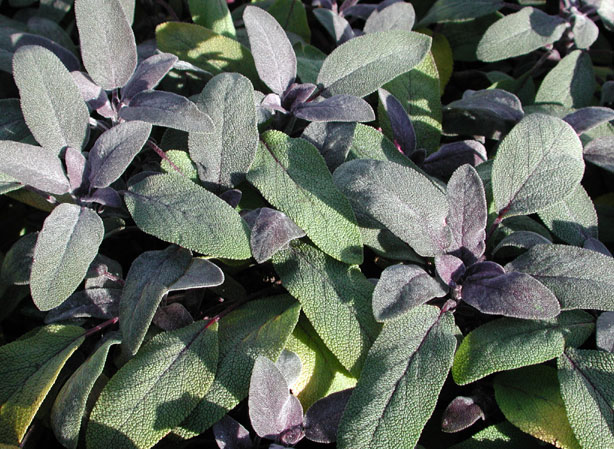 
SAUGE. Fiches fleurs et plantes