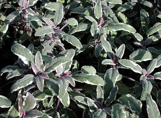 
SAUGE. Fiches fleurs et plantes