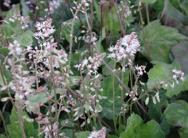 
TIARELLA. Fiches fleurs et plantes