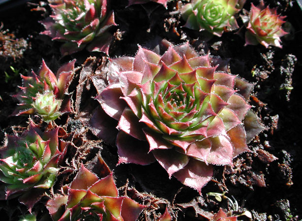 
JOUBARBE. Fiches fleurs et plantes