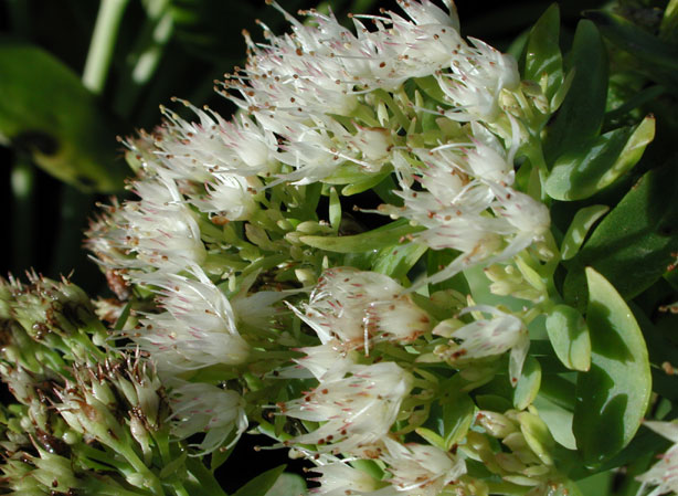 
ORPIN. Fiches fleurs et plantes