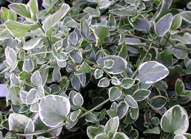 
GRANDE PERVANCHE. Fiches fleurs et plantes