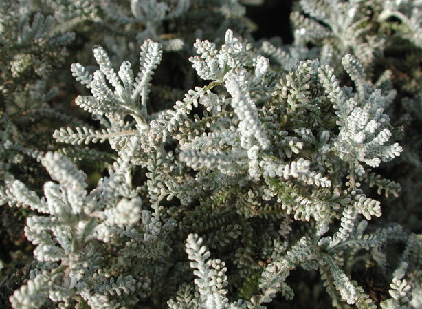 
SANTOLINE PETIT CYPRÉ. Fiches fleurs et plantes
