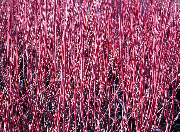 
CORNOUILLER. Fiches fleurs et plantes