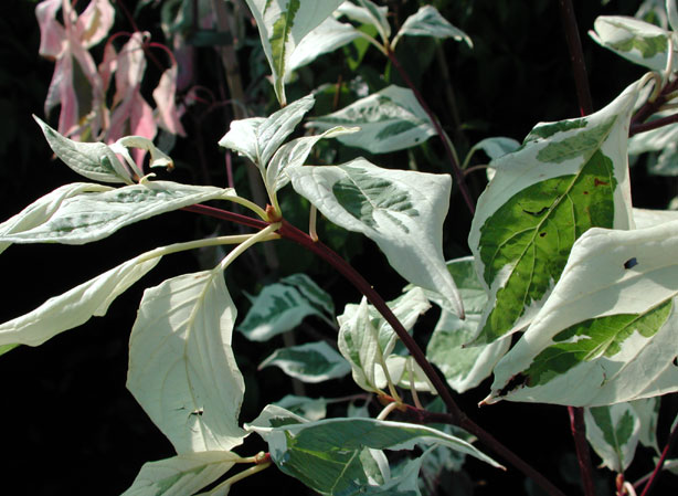 
CORNOUILLER. Fiches fleurs et plantes