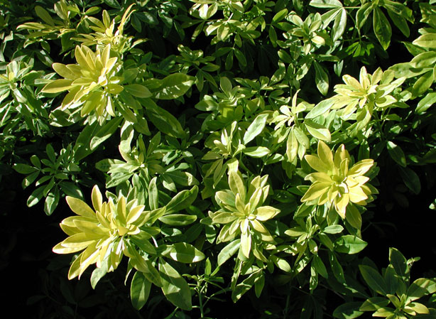 
ORANGER DU MEXIQUE. Fiches fleurs et plantes