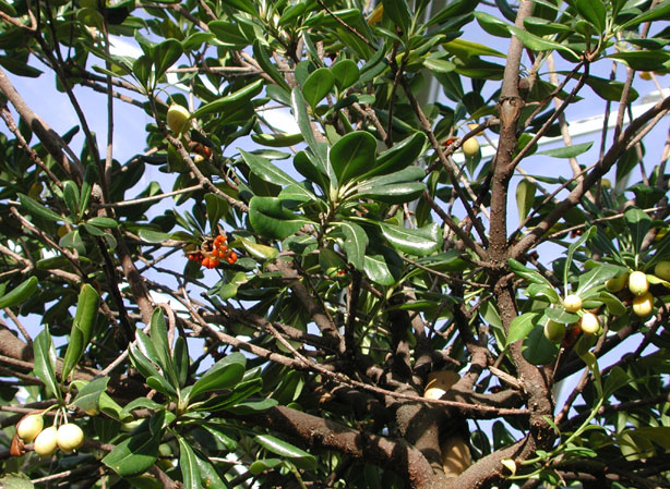 
PITTOSPORE. Fiches fleurs et plantes