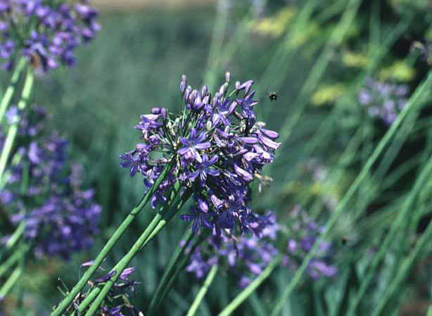 
AGAPANTHE. Fiches fleurs et plantes