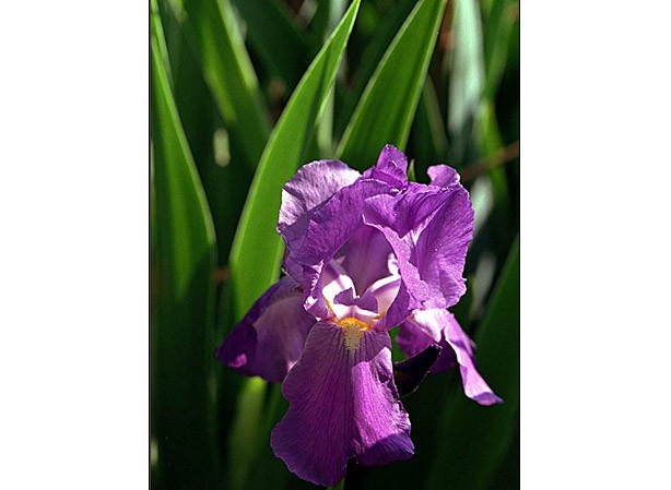 
IRIS HYBRIDE. Fiches fleurs et plantes
