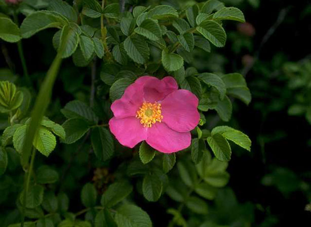 
ROSIER RUGUEUX. Fiches fleurs et plantes