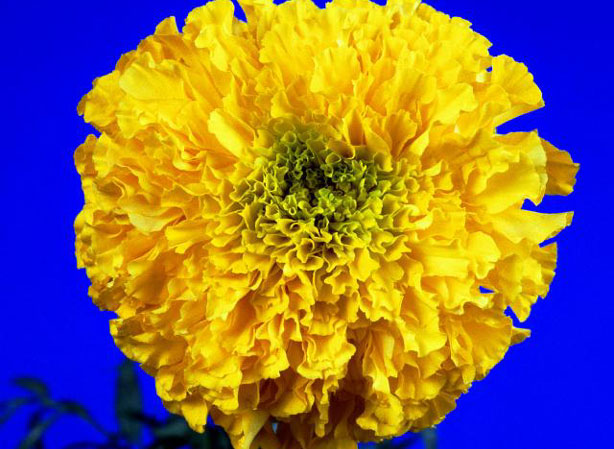 
ŒILLET. Fiches fleurs et plantes