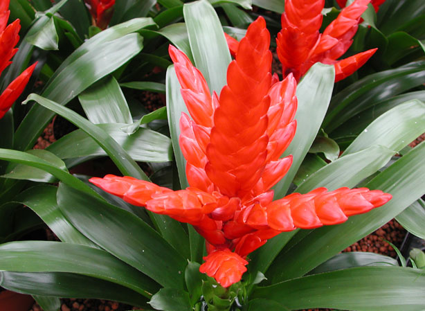 
VRIESEA. Fiches fleurs et plantes