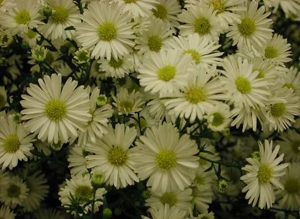 
ASTER MONTE CASSINO. Fiches fleurs et plantes