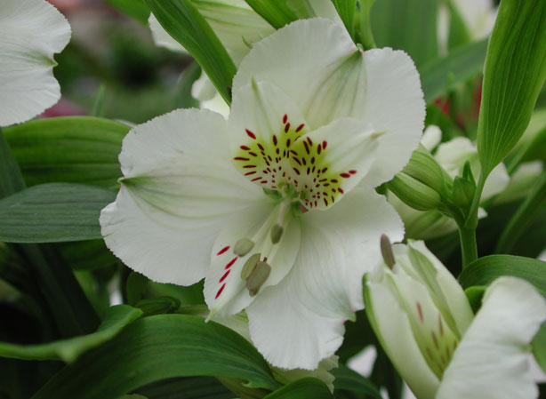 
ALSTROEMERIA. Fiches fleurs et plantes