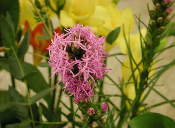 
LIATRIS. Fiches fleurs et plantes