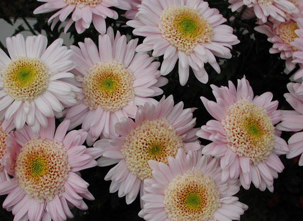 
MARGUERITE. Fiches fleurs et plantes