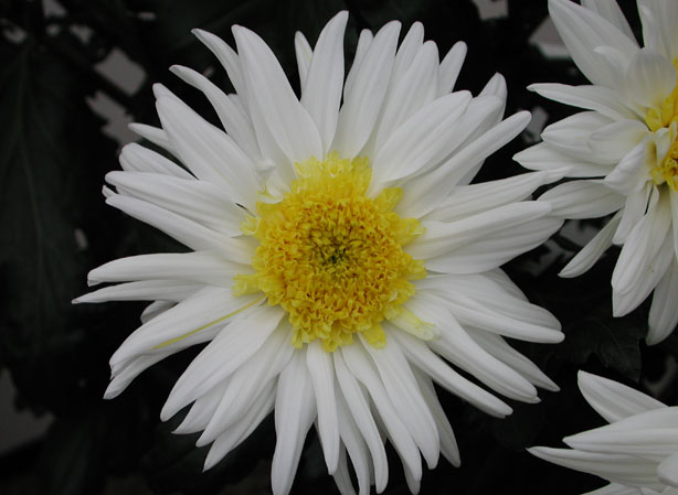 
MARGUERITE. Fiches fleurs et plantes