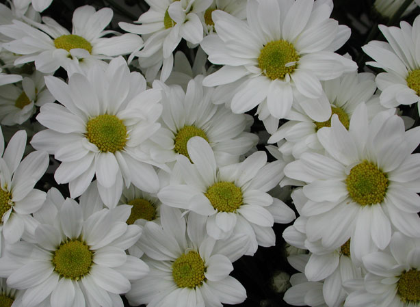 
MARGUERITE. Fiches fleurs et plantes