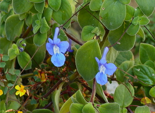 
STREPTOCARPUS. Fiches fleurs et plantes