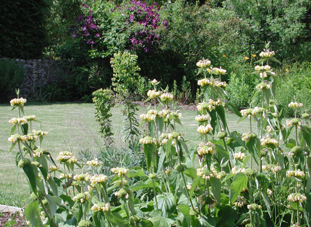 
MONARDA. Fiches fleurs et plantes