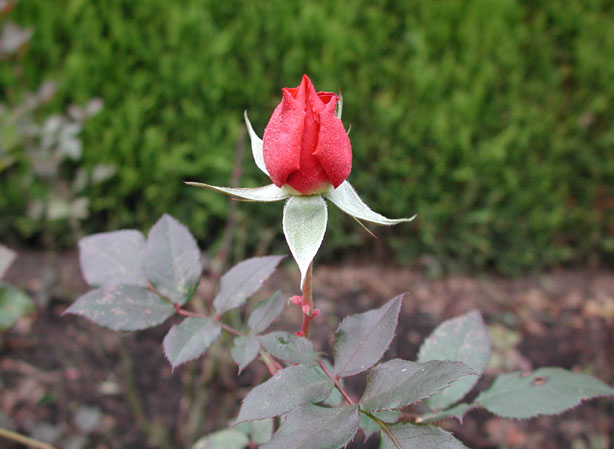 
ROSIER À FLEURS GROUPÉES. Fiches fleurs et plantes