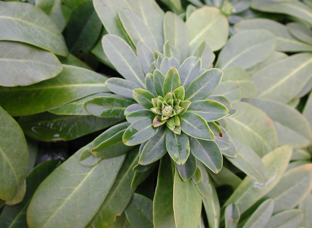 
EUPHORBE. Fiches fleurs et plantes