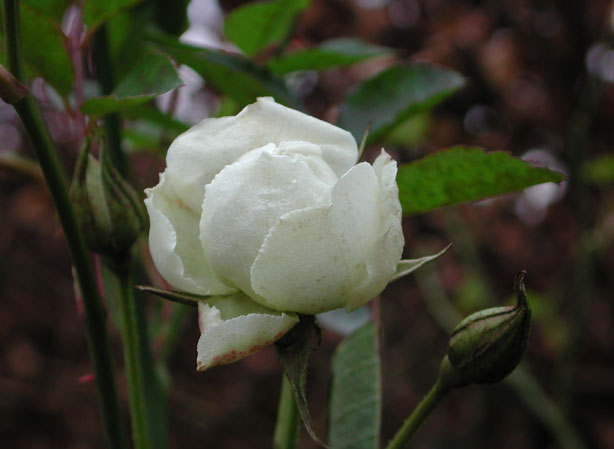 
ROSIER. Fiches fleurs et plantes