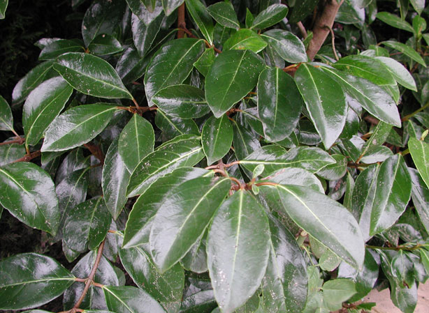
DIASCIA. Fiches fleurs et plantes