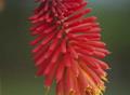 Kniphofia