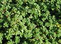 Orpin Sedum oreganum
